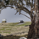 Illustration for article titled Collingrove Hillclimb. South Australia.